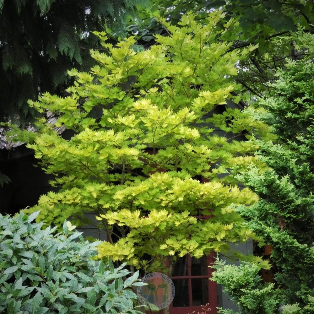 Photo of Golden Full Moon Maple (Acer shirasawanum 'Aureum') uploaded by Patty