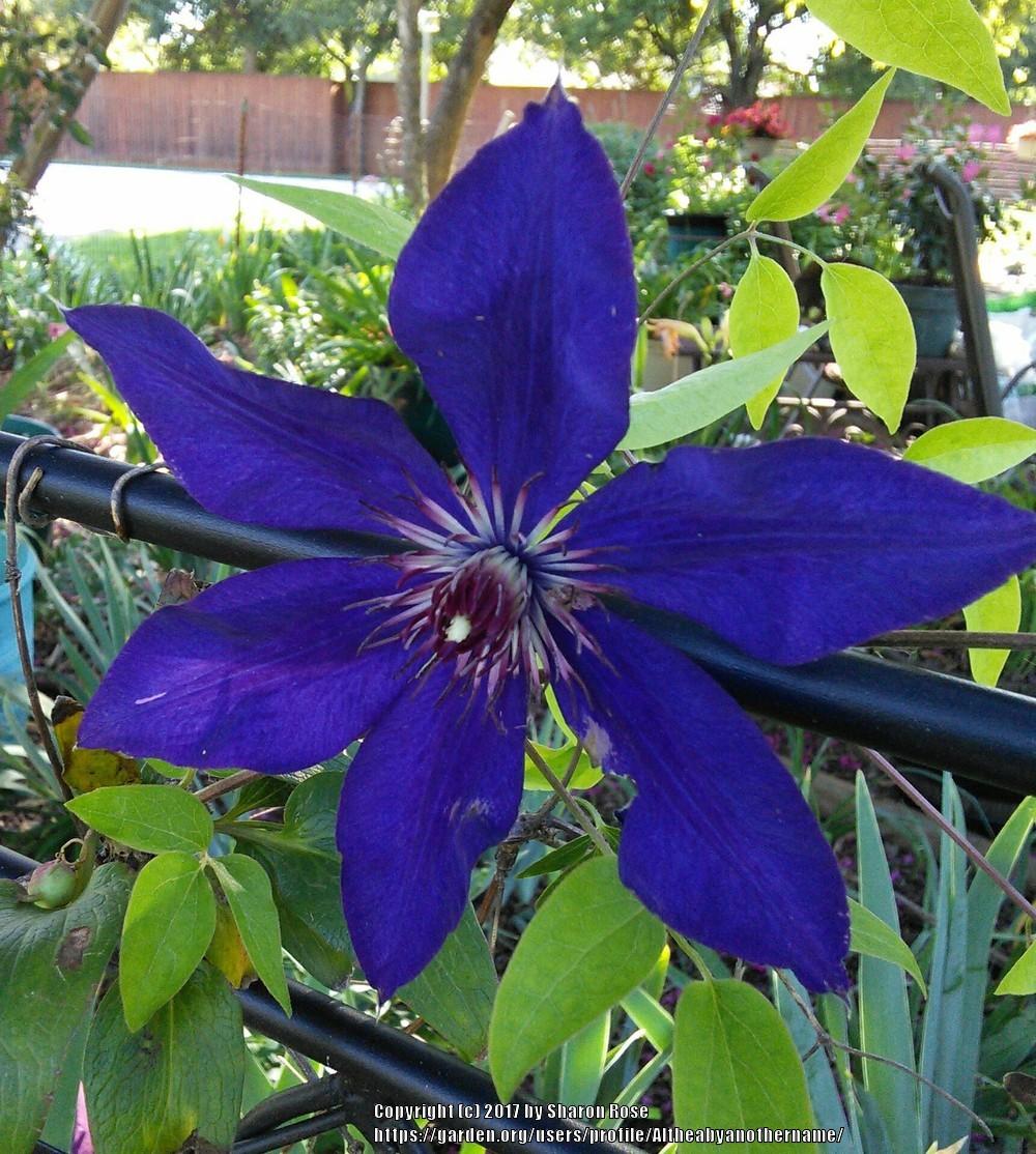 Photo of Clematis 'The President' uploaded by Altheabyanothername