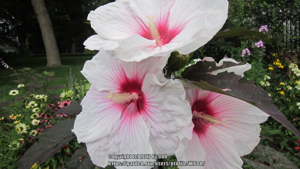 Photo of Hybrid Hardy Hibiscus (Hibiscus 'Kopper King') uploaded by NJBob