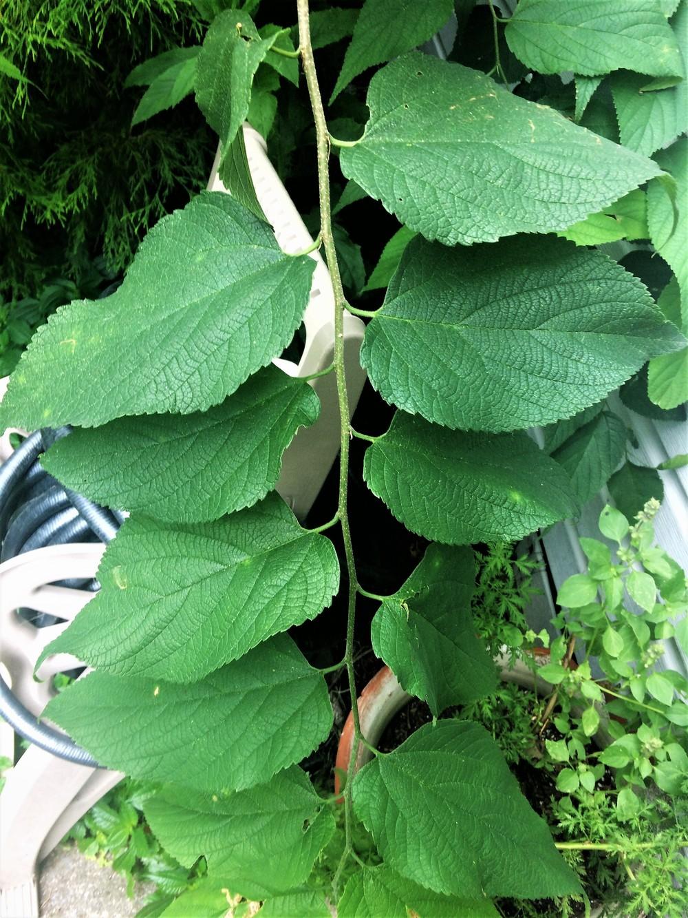 Photo of Common Hackberry (Celtis occidentalis) uploaded by nativeplantlover