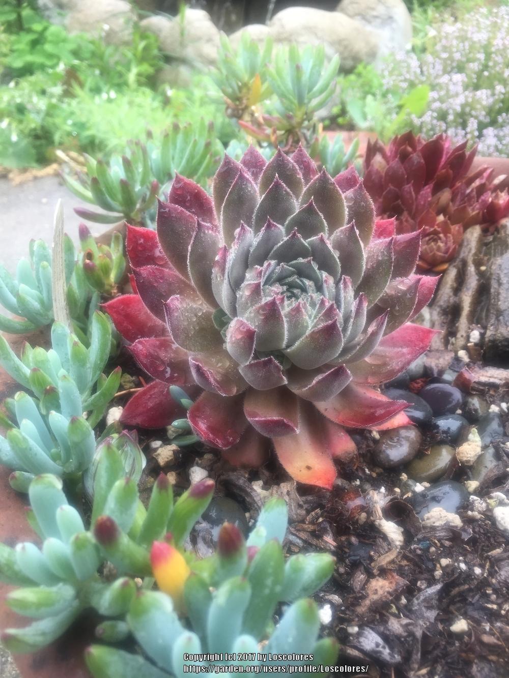 Photo of Hen and Chicks (Sempervivum 'Belladonna') uploaded by Loscolores