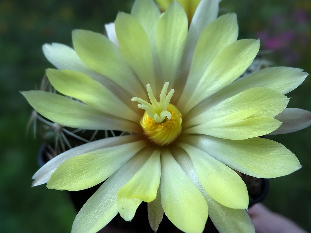 Photo of Pale Mammillaria (Mammillaria sphaerica) uploaded by Orsola