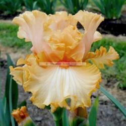 Location: Beaumont Ridge Iris Gardens
Date: May 17 2016
Viva Mexico -- Maryott  '96 -- older but still a worthy orange!