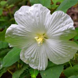Location: Botanical Gardens of the State of Georgia...Athens, Ga
Date: 2017-08-14
White Hibiscus 003