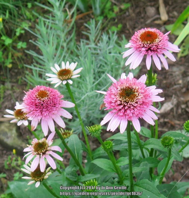 Photo of Coneflower (Echinacea Cone-fections™ Butterfly Kisses) uploaded by ge1836