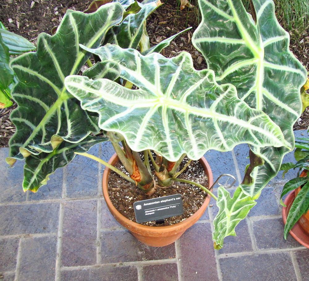 Photo of African Mask (Alocasia 'Polly') uploaded by jmorth