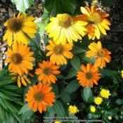 A short bright coneflower.  Color fades with age.