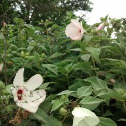 Location: Summersville, MO
Date: 2017-08-14
White and pink blooms grow mixed in native habitat.