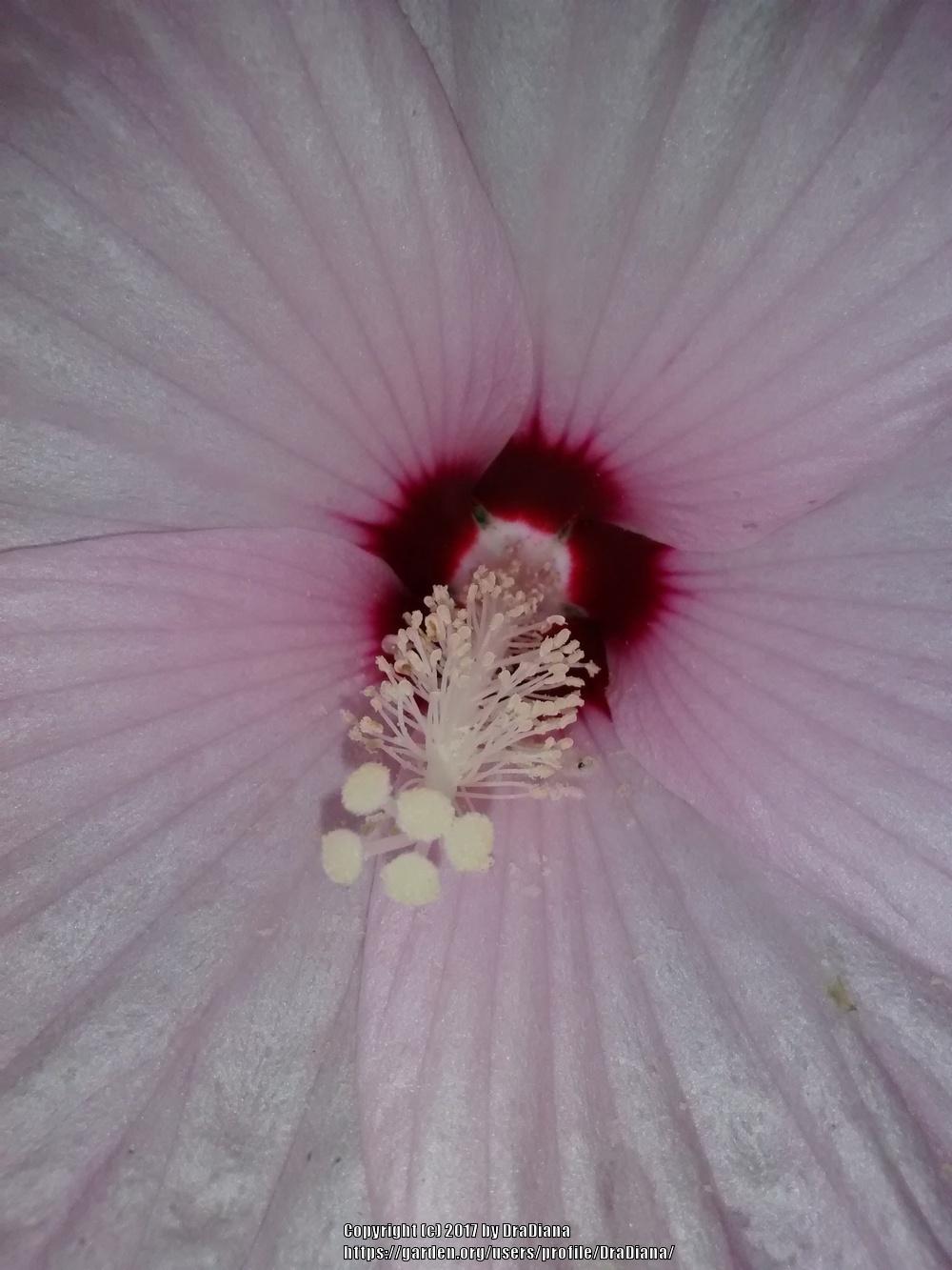 Photo of Woolly Rose-Mallow (Hibiscus moscheutos subsp. lasiocarpos) uploaded by DraDiana