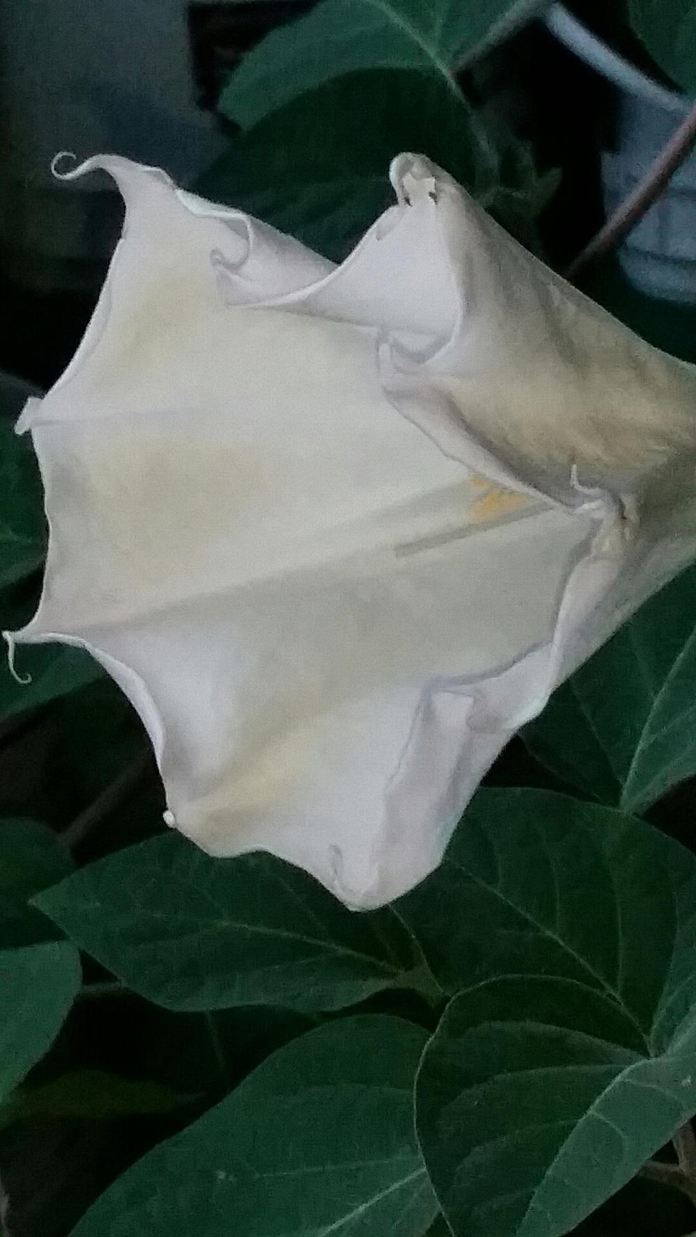 Photo of Jimson Weed (Datura innoxia) uploaded by QueenDreama