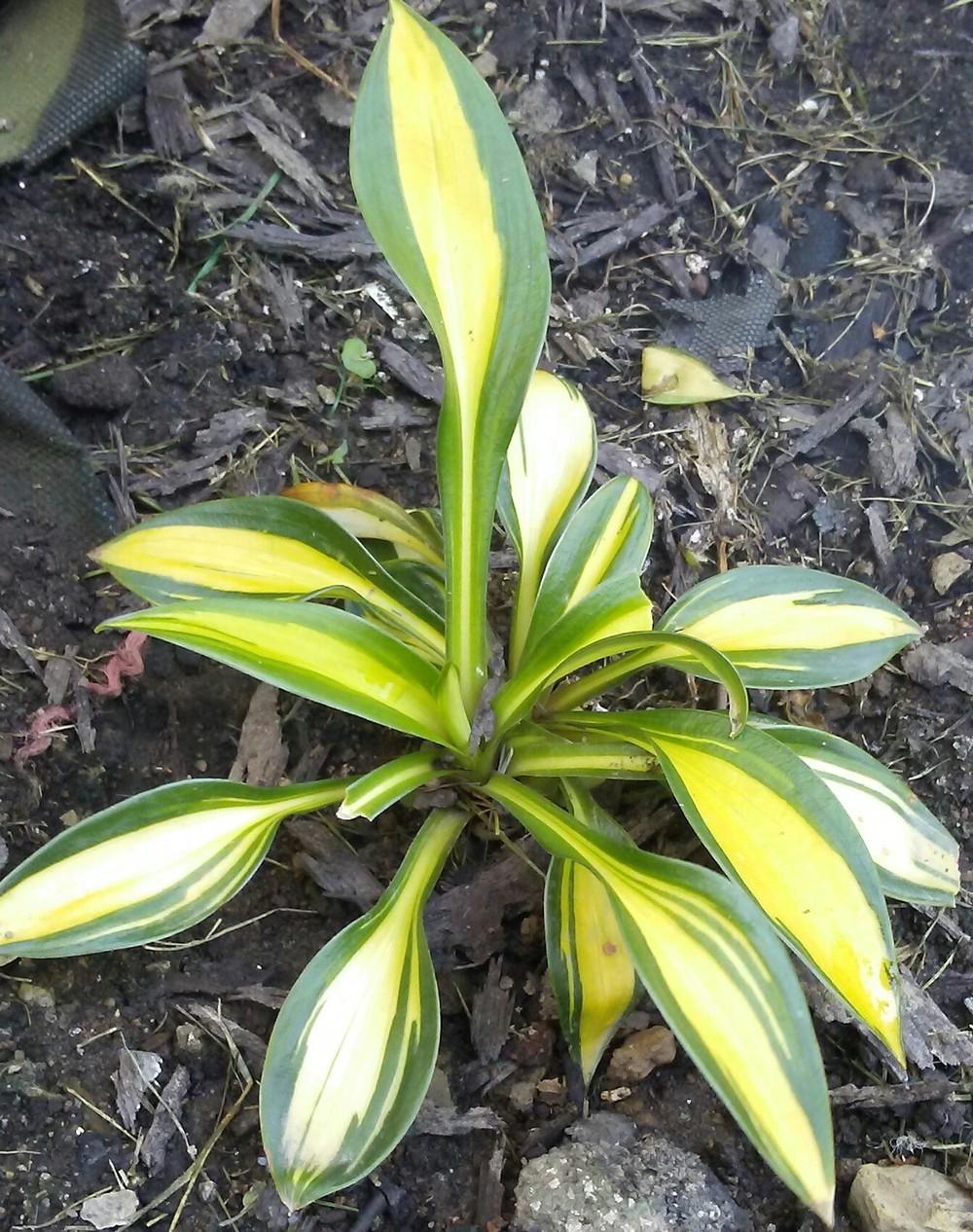 Photo of Hosta 'Rainbow's End' uploaded by Tiff2884