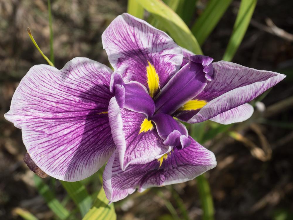 Photo of Japanese Iris (Iris ensata 'Flashing Koi') uploaded by frankrichards16