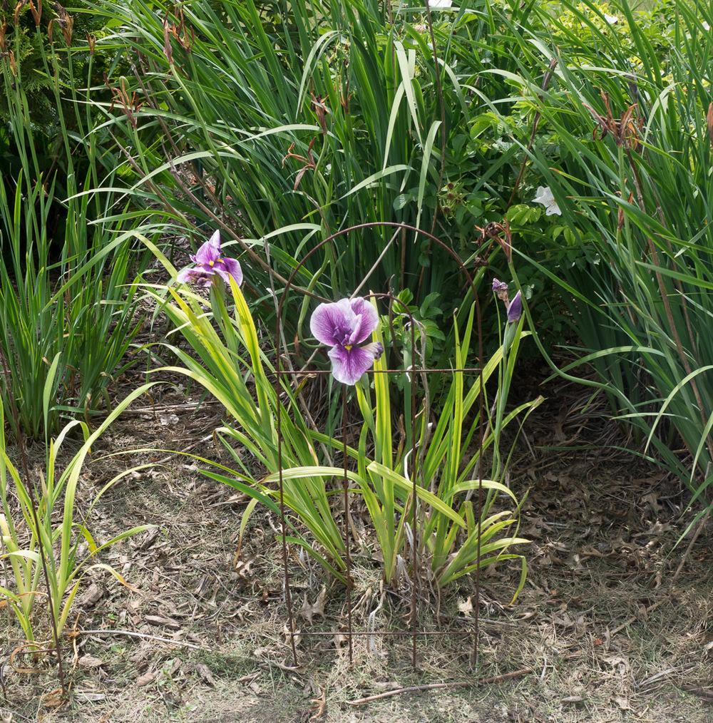 Photo of Japanese Iris (Iris ensata 'Flashing Koi') uploaded by frankrichards16