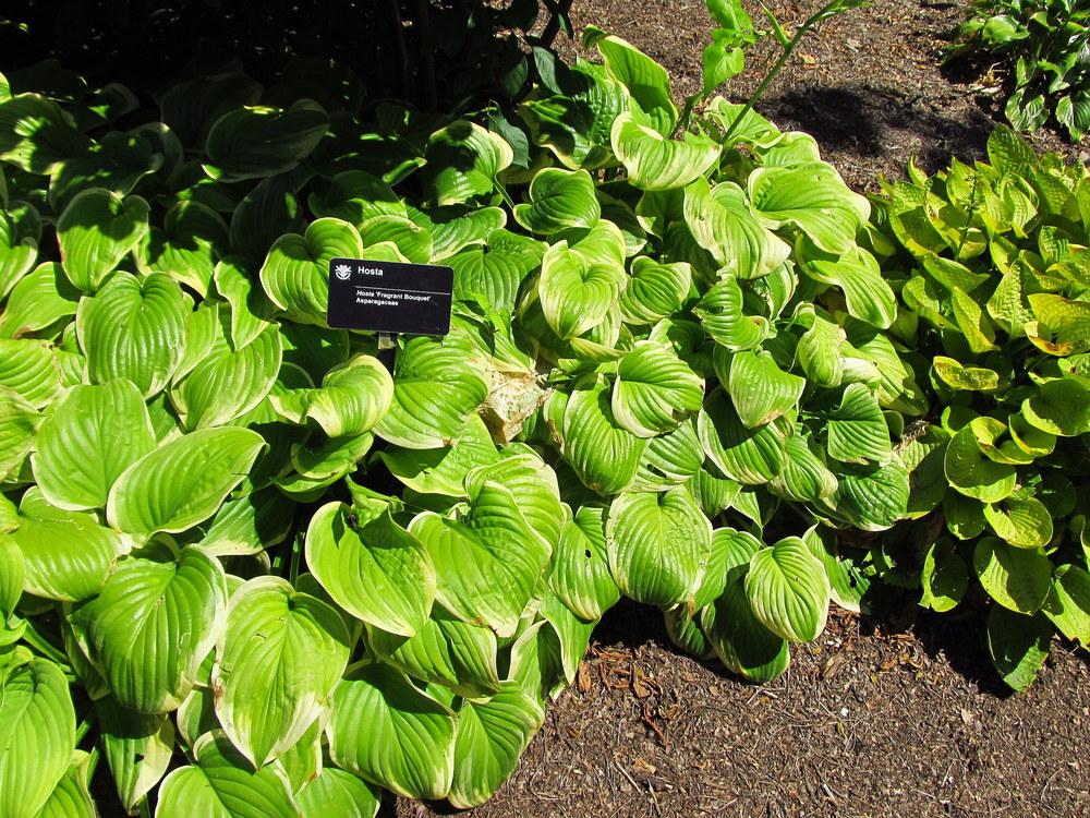 Photo of Hosta 'Fragrant Bouquet' uploaded by jmorth