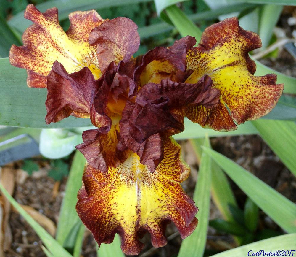Photo of Intermediate Bearded Iris (Iris 'Red Hot Chili') uploaded by golden_goddess
