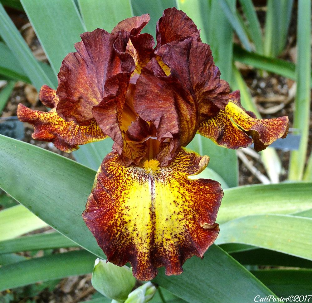 Photo of Intermediate Bearded Iris (Iris 'Red Hot Chili') uploaded by golden_goddess