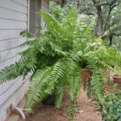 Hanging in a container prox. 3' in diameter, the fern has a sprea
