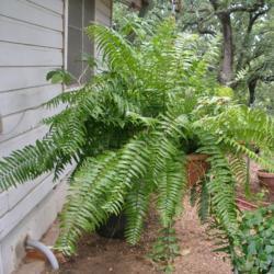 Location: north central Texas
Date: 2017-08-13
Hanging in a container prox. 3' in diameter, the fern has a sprea