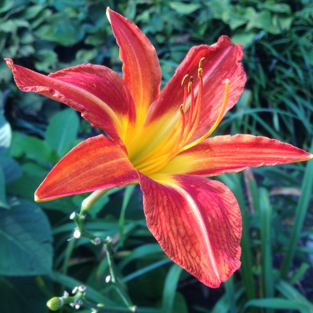 Photo of Daylily (Hemerocallis 'August Flame') uploaded by csandt