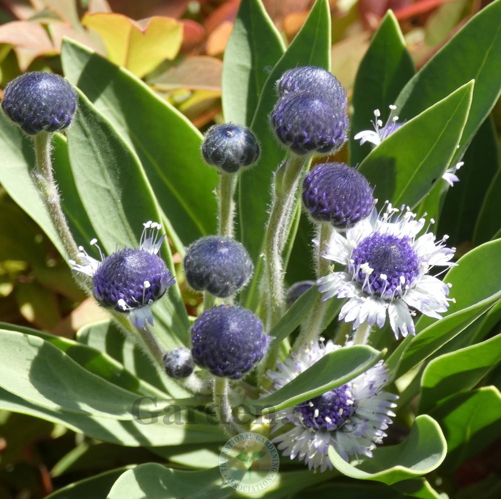 Photo of Globularia sarcophylla 'Blue Eyes' uploaded by springcolor