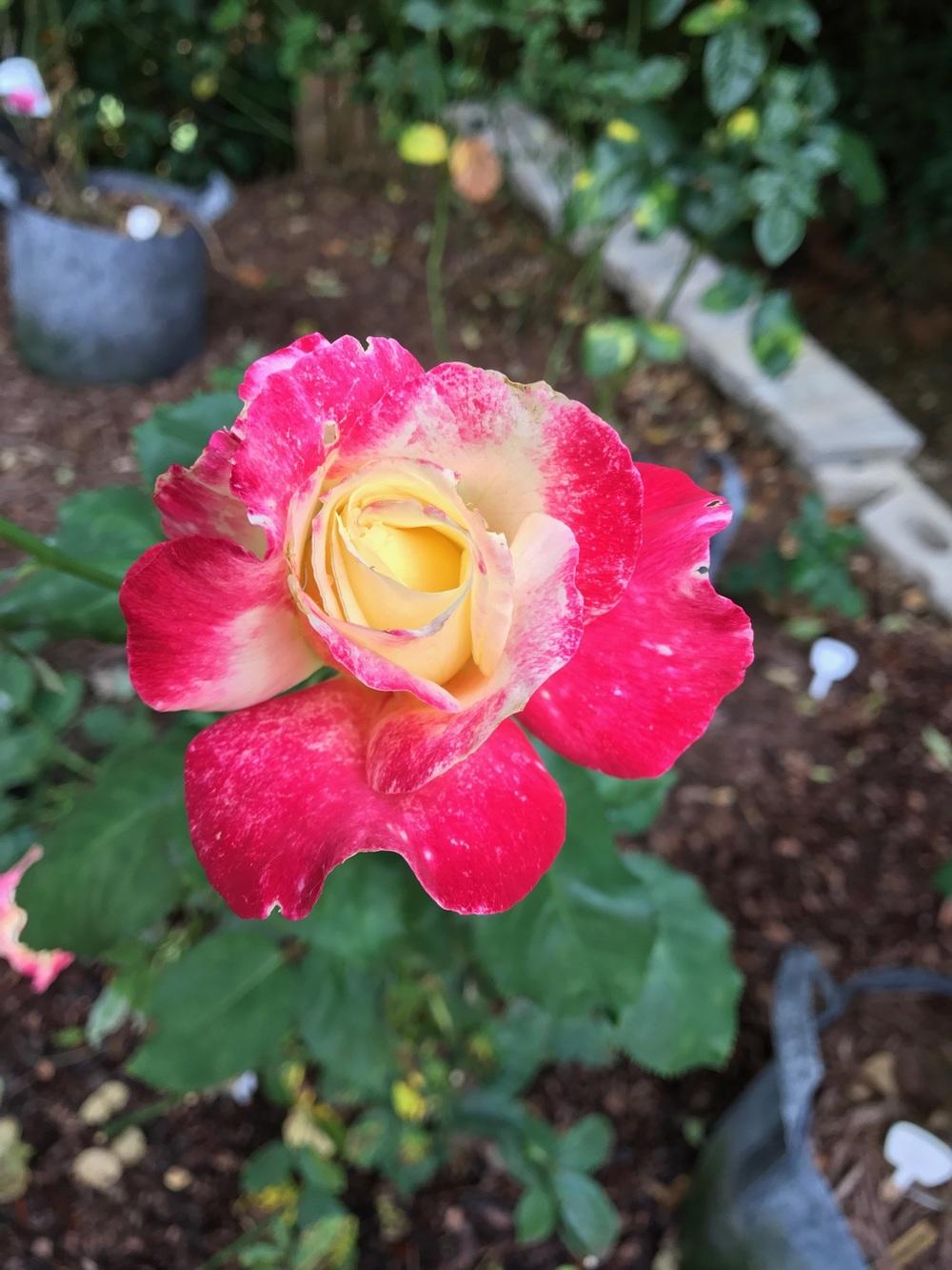 Photo of Hybrid Tea Rose (Rosa 'Double Delight') uploaded by Eric_C