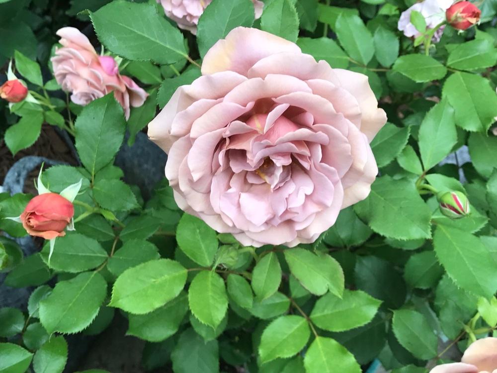 Photo of Rose (Rosa 'Koko Loko') uploaded by Eric_C