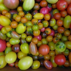 Location: Long Island, NY 
Date: 2017-08-19
Mixed tomatoes.