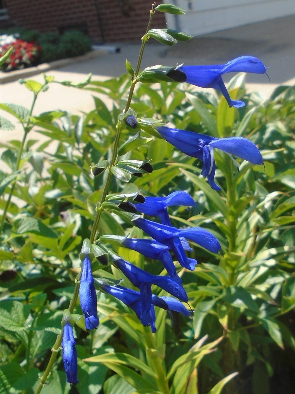 Photo of Blue Anise Sage (Salvia coerulea) uploaded by stilldew