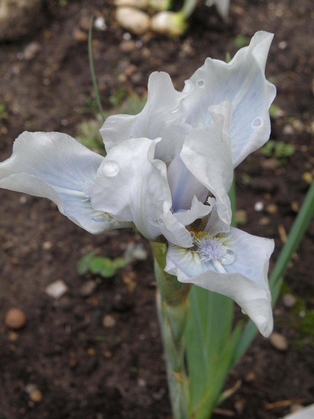 Photo of Standard Dwarf Bearded Iris (Iris 'Tropical Shoals') uploaded by IrisLilli