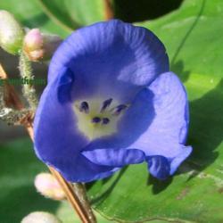 Location: Summeville, SC
Weeping Blue Ginger Flower