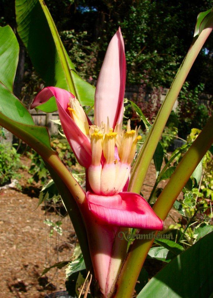 Photo of Pink Fruiting Banana (Musa velutina) uploaded by Xeramtheum