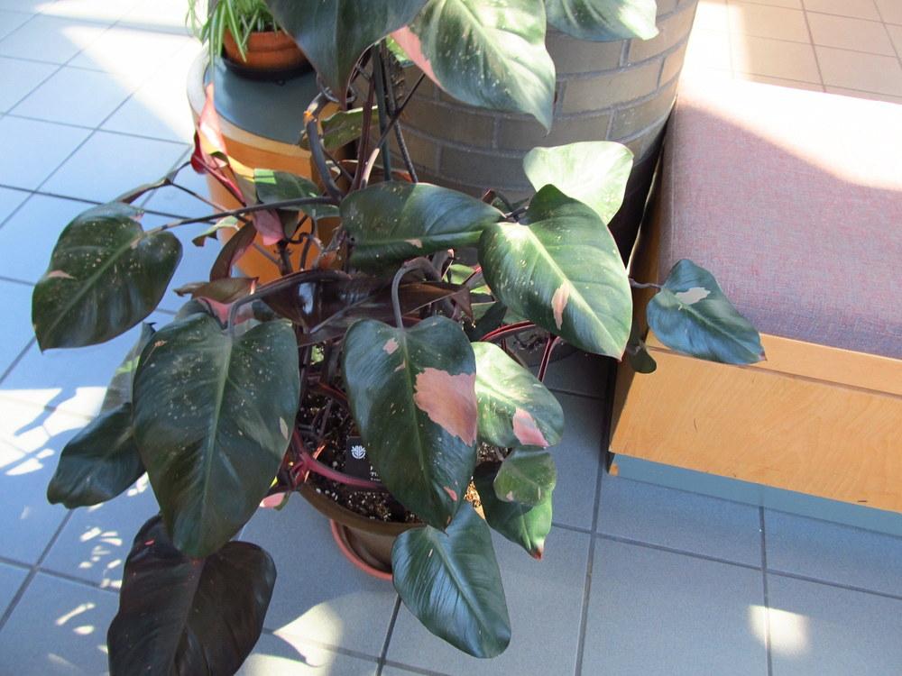 Photo of Blushing Philodendron (Philodendron erubescens 'Pink Princess') uploaded by jmorth