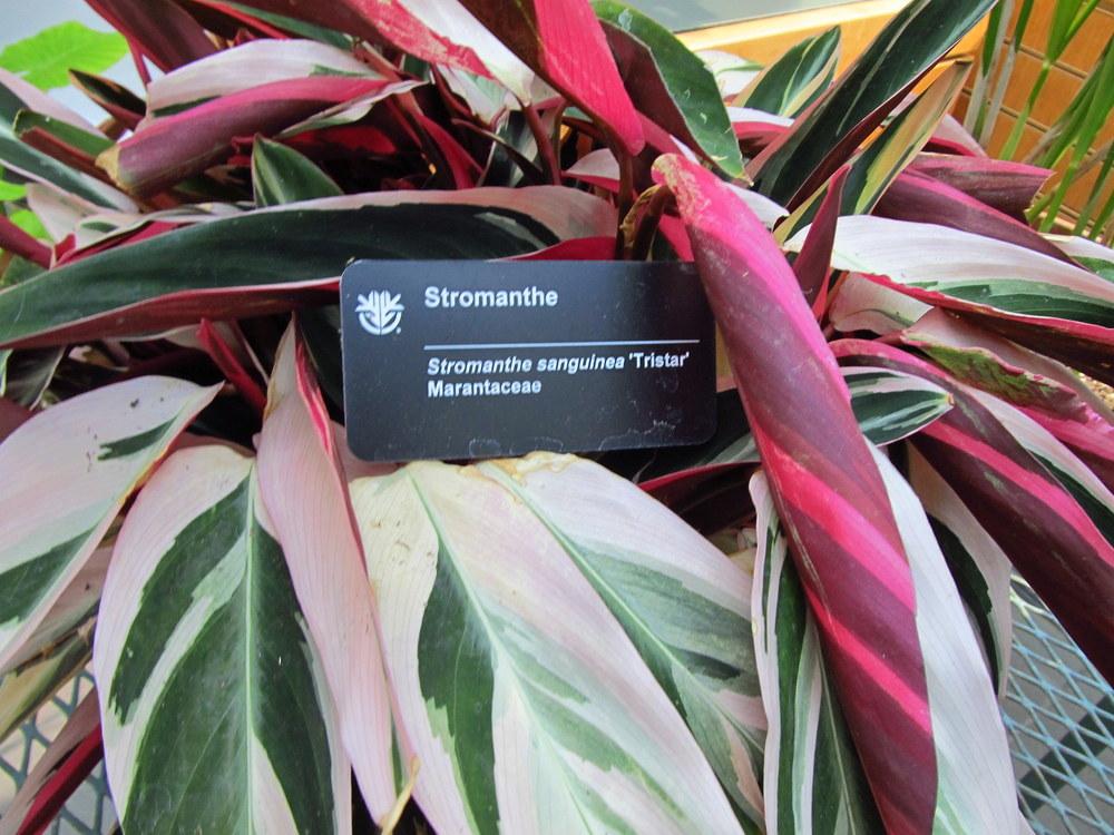 Photo of Stromanthe (Stromanthe thalia 'Triostar') uploaded by jmorth