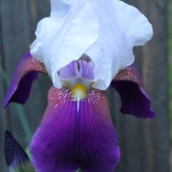 Location: My Caffeinated Garden, Grapevine, TX
Date: spring
Late blooming and bright a reliable historic iris