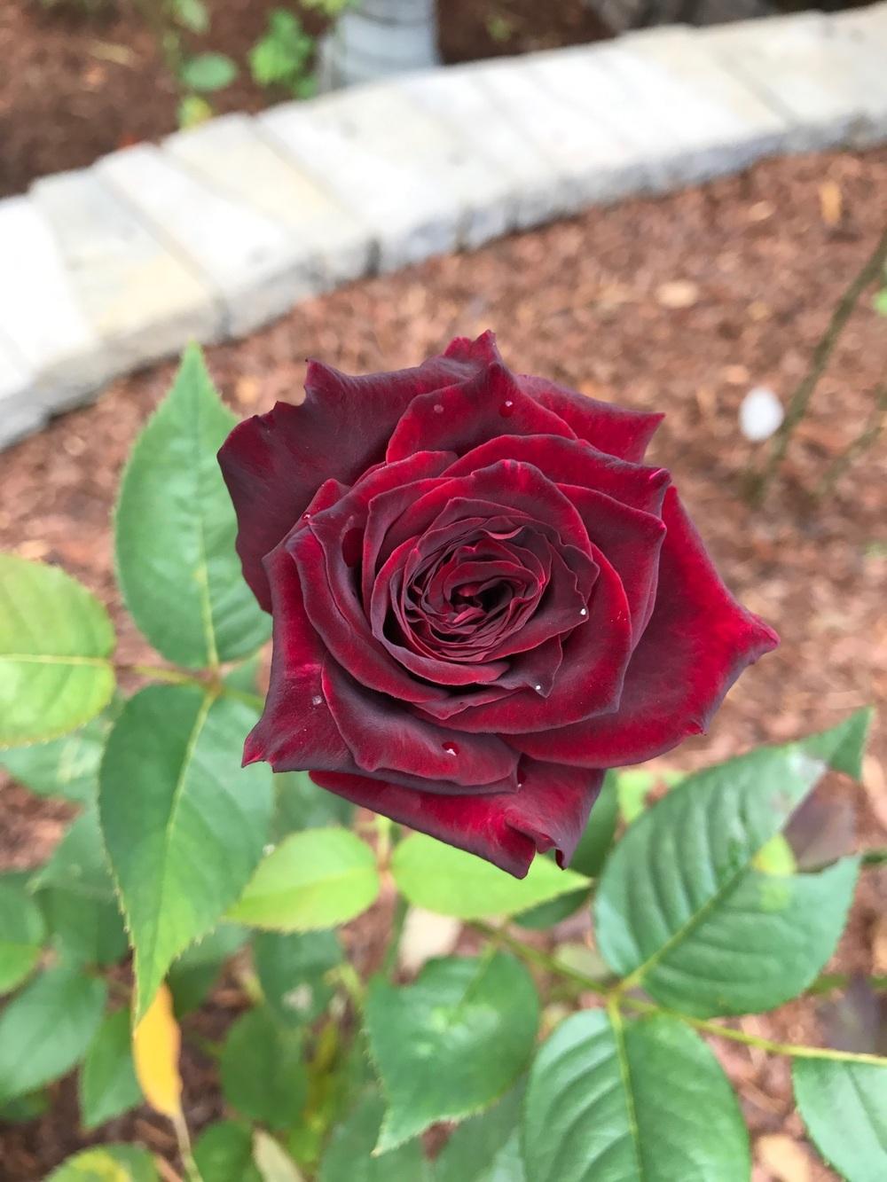 Photo of Rose (Rosa 'Black Baccara') uploaded by Eric_C