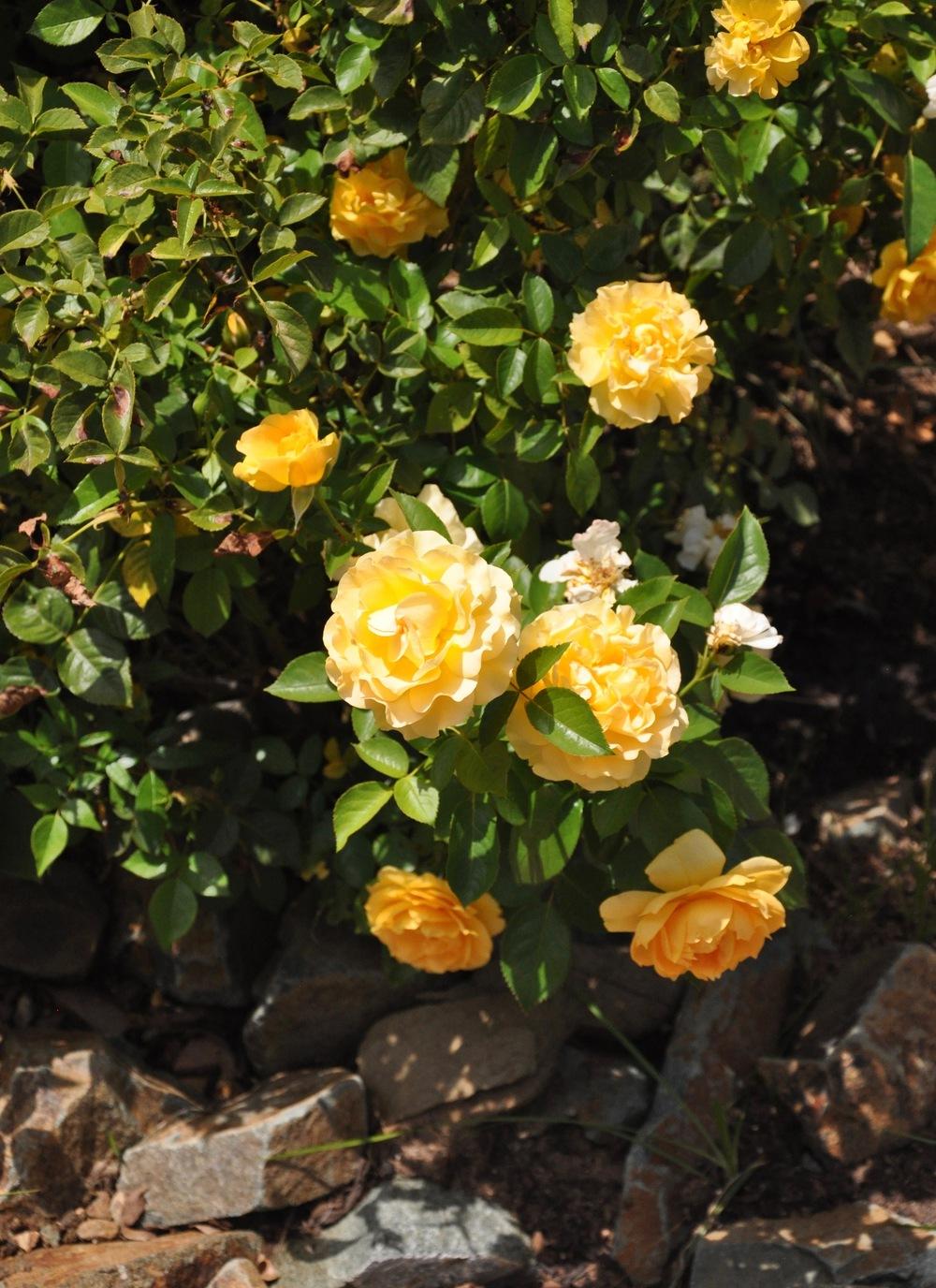 Photo of Floribunda Rose (Rosa 'Julia Child') uploaded by Steve812