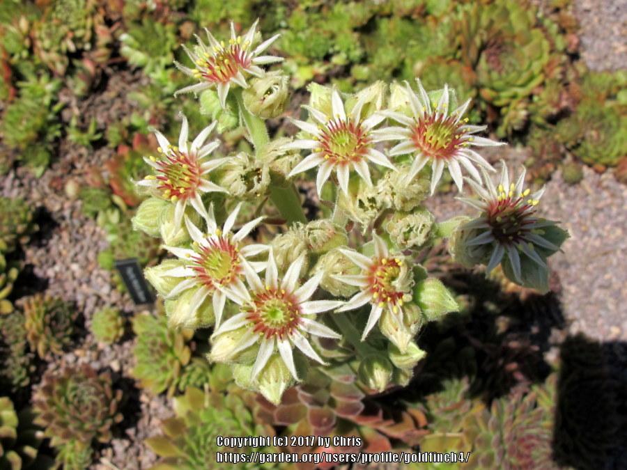 Photo of Hen and Chicks (Sempervivum 'Pacific Wick's Bloom') uploaded by goldfinch4