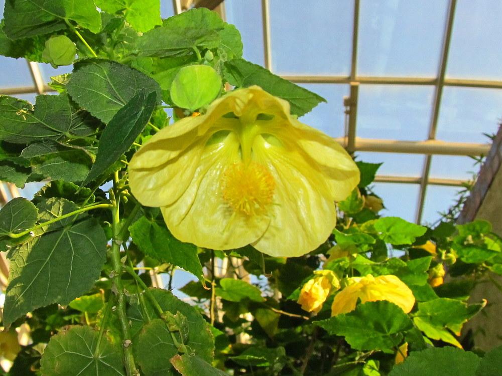 Photo of Abutilons (Callianthe) uploaded by jmorth
