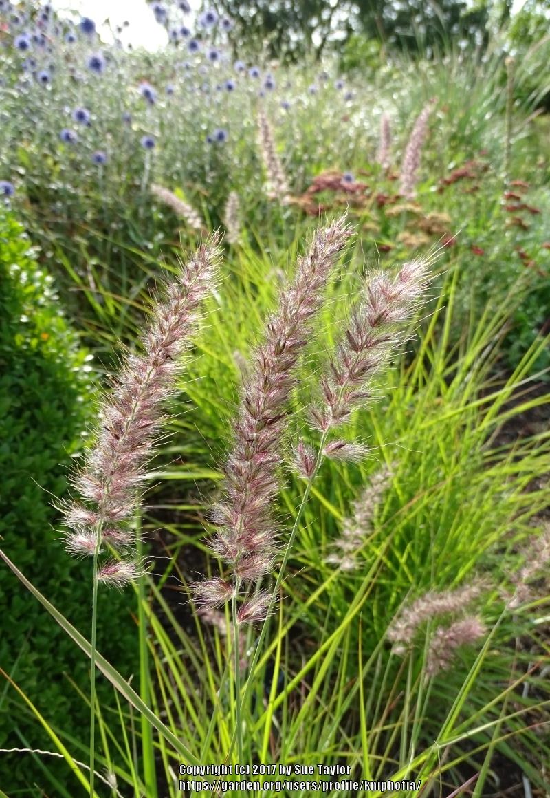 Photo of Oriental Fountain Grass (Cenchrus orientalis 'Karley Rose') uploaded by kniphofia