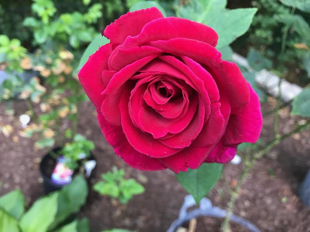 Photo of Hybrid Tea Rose (Rosa 'Mister Lincoln') uploaded by Eric_C