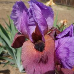 Location: Superstition Iris Gardens, California
Date: 2015-04-18