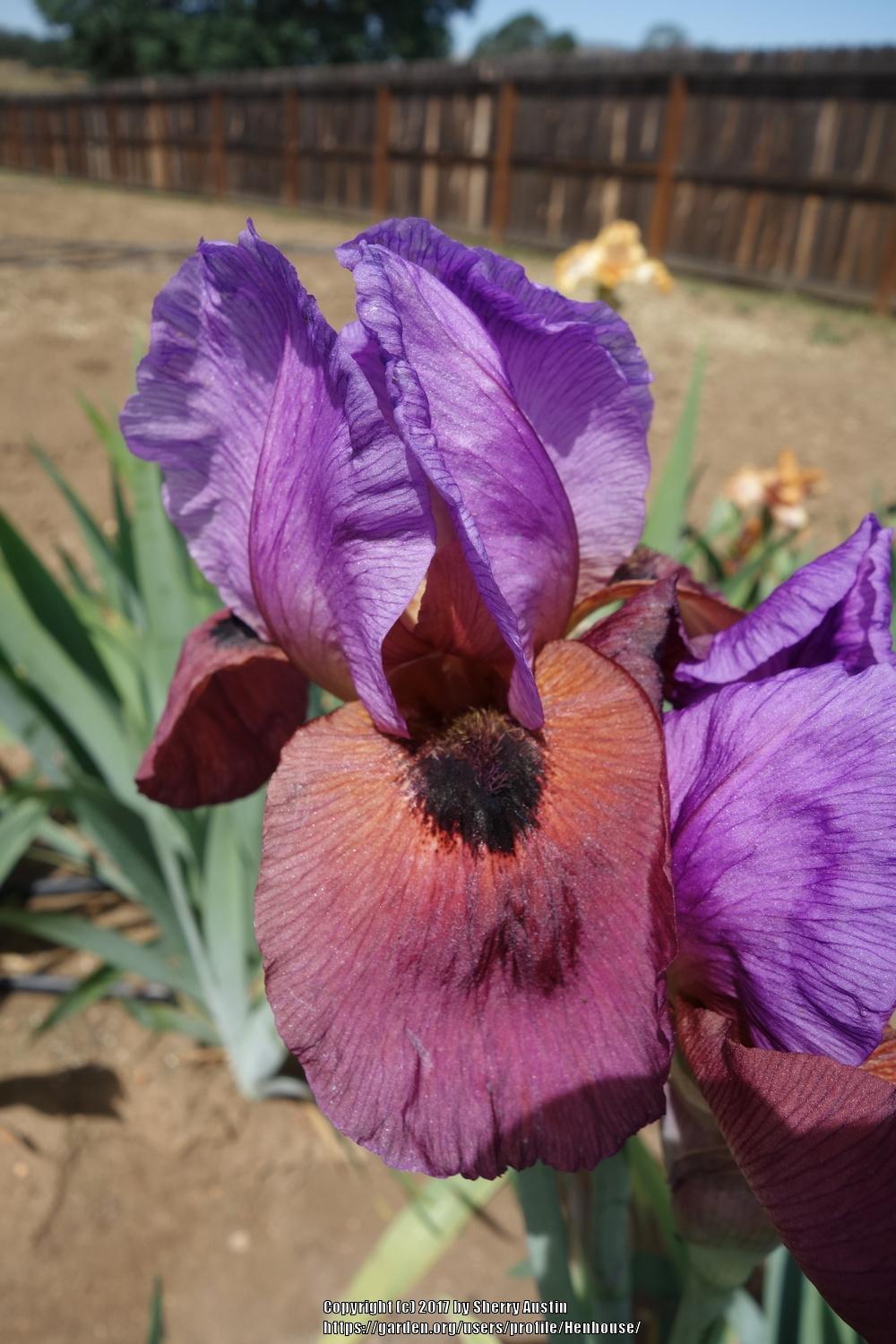 Photo of Arilbred Iris (Iris 'Enchanter's Spell') uploaded by Henhouse
