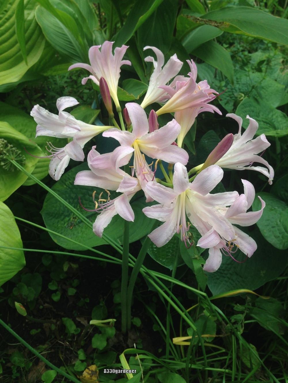Photo of Surprise Lily (Lycoris squamigera) uploaded by crawgarden