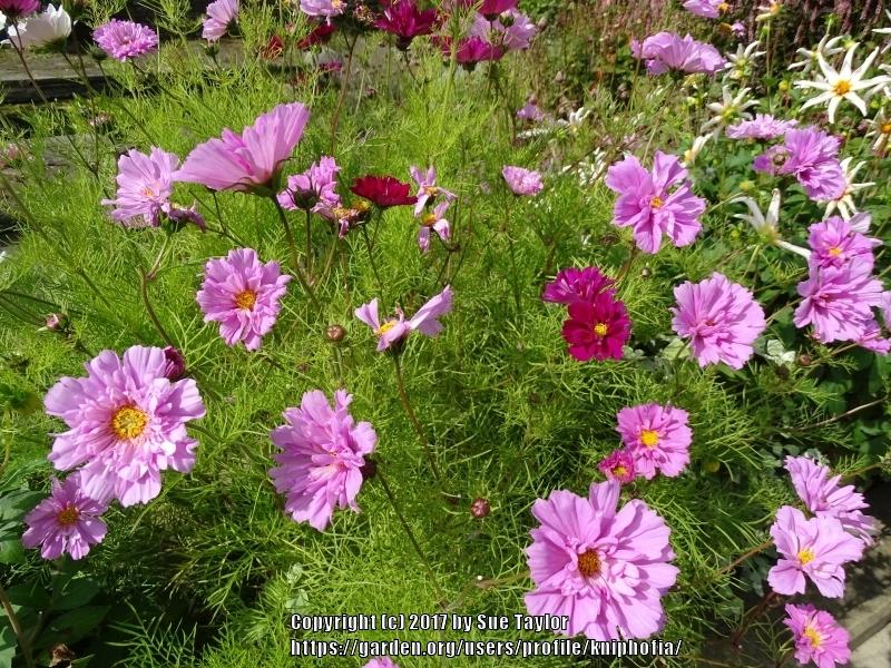 Photo of Cosmos (Cosmos bipinnatus 'Double Click') uploaded by kniphofia