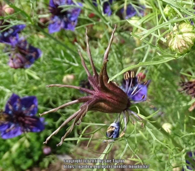 Photo of Fennel Flower (Nigella hispanica) uploaded by kniphofia