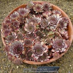 Location: RHS Harlow Carr alpine house, Yorkshire
Date: 2017-08-20