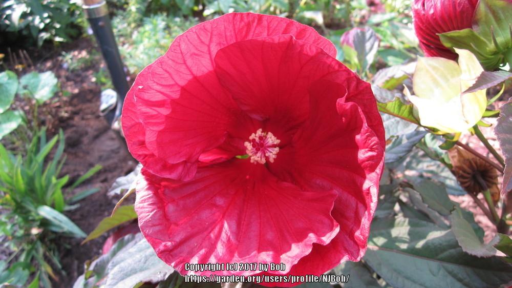 Photo of Hybrid Hardy Hibiscus (Hibiscus Summerific™ Cranberry Crush) uploaded by NJBob