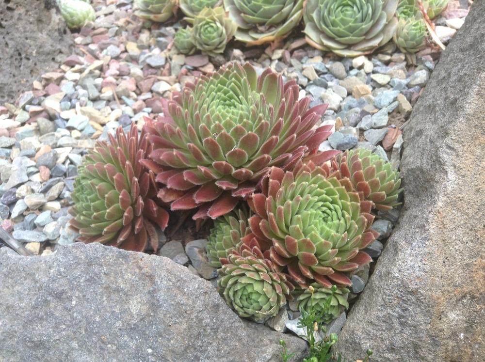 Photo of Hen and Chicks (Sempervivum 'Terracotta Baby') uploaded by tcstoehr