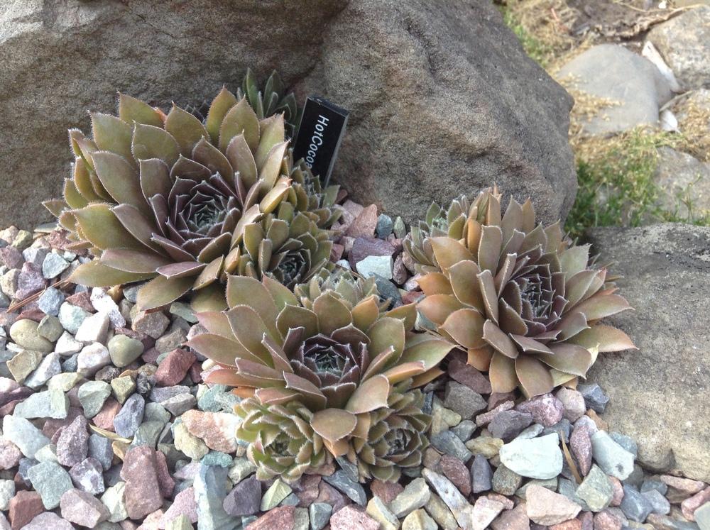 Photo of Hen and Chicks (Sempervivum 'Hot Cocoa') uploaded by tcstoehr