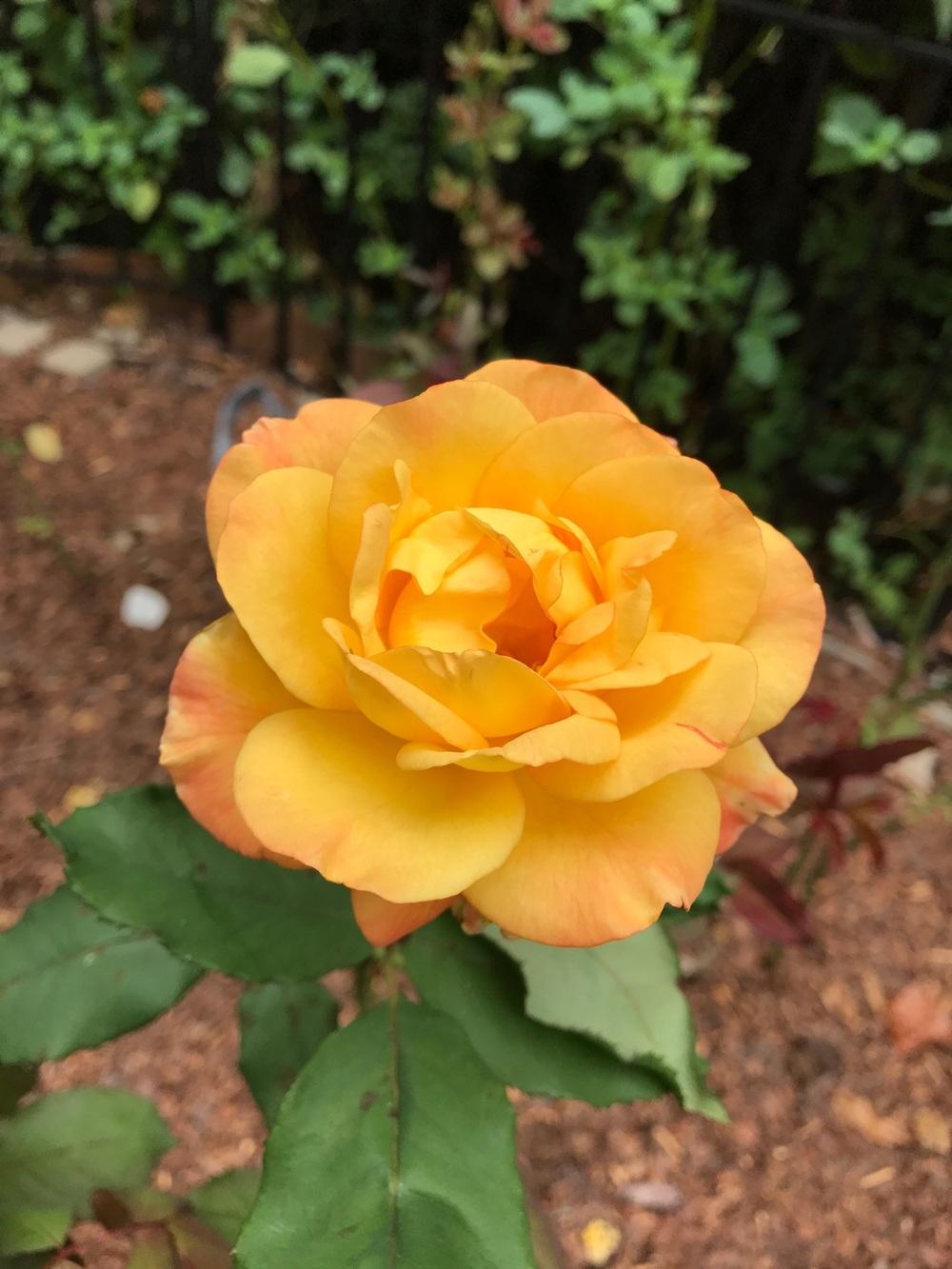 Photo of Hybrid Tea Rose (Rosa 'Rio Samba') uploaded by Eric_C